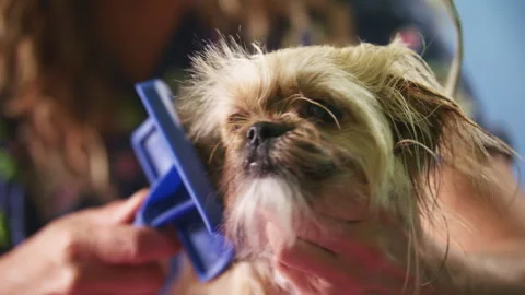 Groomer combs dog while is shakes Stock Footage 274623377