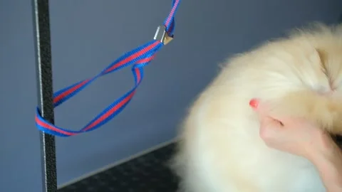 The groomer combs the muzzle of the spitz after washing during drying in the Video stock 244145921