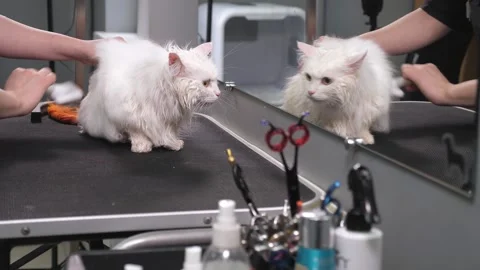 A groomer combs a white cat and dries its fur with a hairdryer in a beauty salon Stock Footage 300833025
