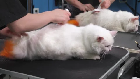 A groomer combs a white cat and dries its fur with a hairdryer in a beauty salon Stock Footage 334941799