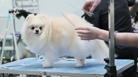 A groomer cuts the fur on the body of a pomeranian with scissors Stock Footage 251453553