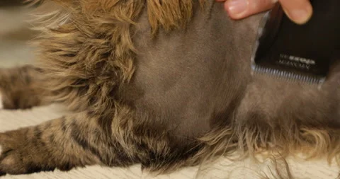 Groomer cutting cat Stock Footage 244073775
