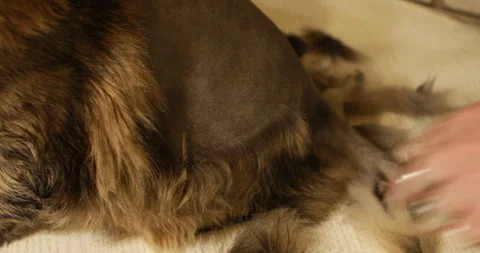 Groomer cutting cat 스톡 동영상 244074581