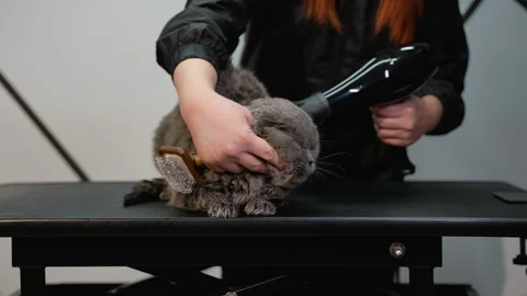 Groomer Drying and Brushing a Gray Cat on a Grooming Table Stock Footage 299092243