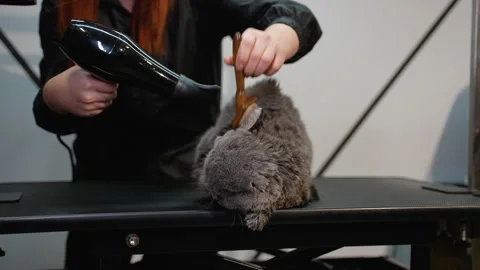 Groomer Drying a Gray Cat in a Veterinary Clinic Stock Footage 296233447