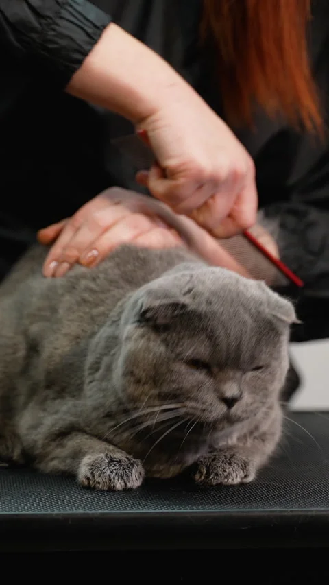 Groomer Gently Brushing a Gray Cat During a Grooming Session Stock Footage 299099384