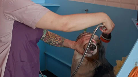 Groomer Holding Dog Muzzle while Washing with Shower in Pet Salon Stock Footage 315757103