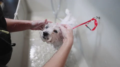 Grooming Salon Petstock Dog Wash Groomer Or Dog Owner Is Bathing