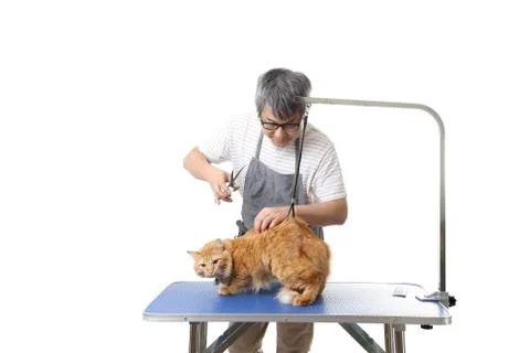 Groomer Stock Photos