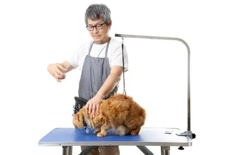 Groomer Stock Photos