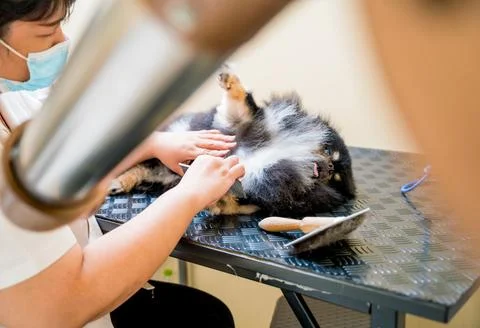 Groomer with protective face masks cutting Pomeranian dog at grooming salon. Stock Photos