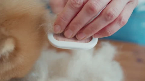 Groomer removing the wool from the comb 動画素材 172591685