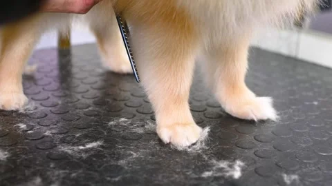Groomer with scissors in his hands cuts a Pomeranian dog in a specialized pet Stock Footage 263777192