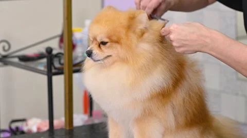 Groomer with scissors in his hands cuts a Pomeranian dog in a specialized pet Stock-Footage 263777685