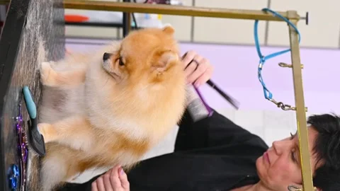Groomer with scissors in his hands cuts a Pomeranian dog in a specialized pet Stock-Footage 263961817