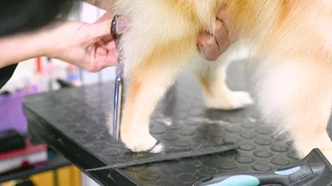 Groomer with scissors in his hands cuts a Pomeranian dog in a specialized pet Stock-Footage 263962228