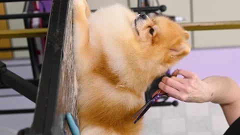 Groomer with scissors in his hands cuts a Pomeranian dog in a specialized pet Stock Footage 263962632