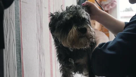A groomer shears a miniature schnauzer. 库存影片 154753097