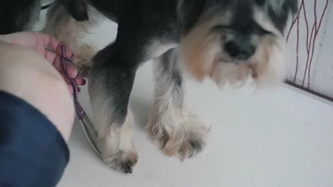 A groomer shears a miniature schnauzer. Vídeos de archivo 158176576
