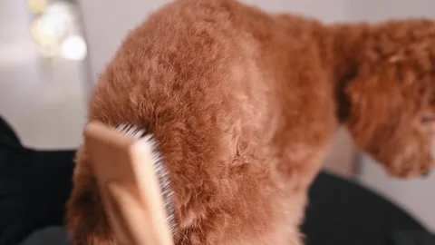 Groomer uses professional blowdry method to style poodles curly coat with Stock Footage 305653033