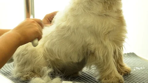 Groomer using brush on dog. Handheld shot Stock Footage 109541189