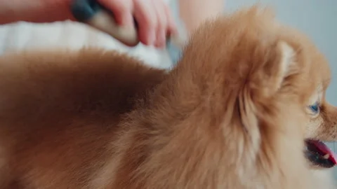 A groomer using a comb to care for dog hair Video stock 174710802
