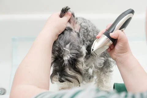 Groomer using electric clippers on the back of a miniature schnauzer dog's he 스톡 사진
