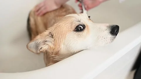 Groomer using professional tools to wash corgi, highlighting the attention to Stock Footage 305546956