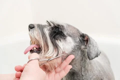Groomer using scissors to trim the beard of a miniature schnauzer dog. Fotos Stock