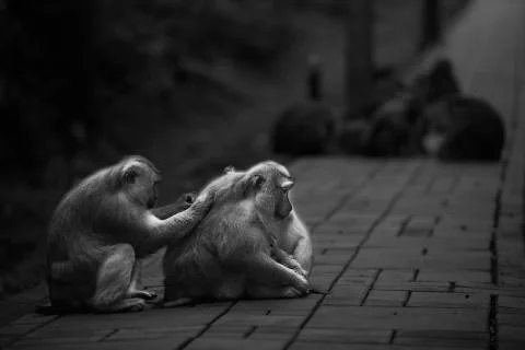 The Grooming 2 Stock Photos