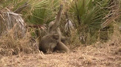 Grooming baboon Stock Footage 8621431