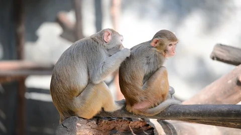 Grooming behavior in monkey Stock Footage 94048683