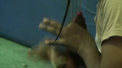 Grooming the bird 1 Vídeo Stock 488669