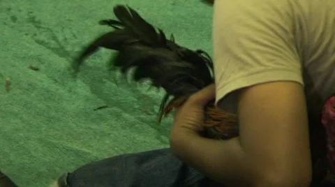 Grooming the bird 2 Stock Footage 488662