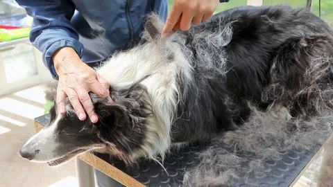 Grooming of the Border Collie Video stock 79818750