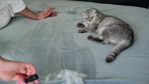 Grooming cat on  bed while removing loose fur in  cozy home.  person brushes  Stock-Footage 336670764