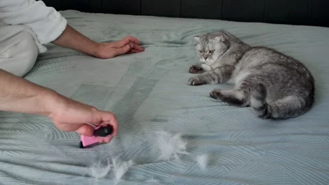 Grooming cat on  bed while removing loose fur in  cozy home.  person brushes  Stock-Footage 336670766