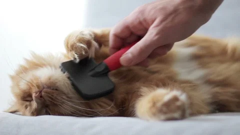 Grooming Cat With Comb On Couch Stock Footage 96239959