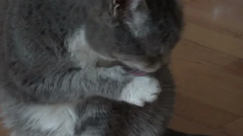 Grooming Cat Stockbeeldmateriaal 22946964