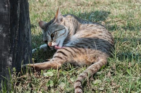 Grooming cat Stock Photos