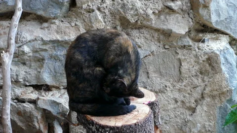 Grooming cat sitting over a tree trunk. Stock Footage 118158859