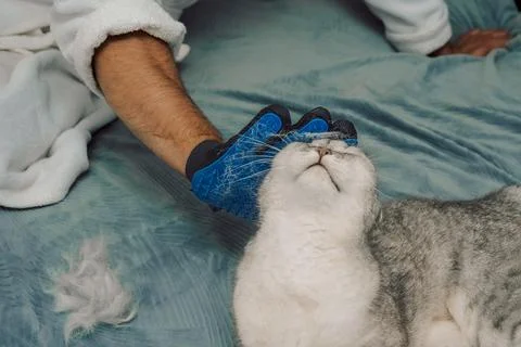 Grooming  cat on a soft surface during day with owner using  brush to care fo Stock Photos