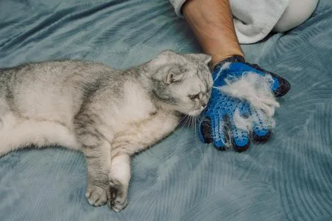 Grooming  cat on a soft surface during day with owner using  brush to care fo Foto stock