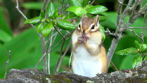 Grooming Chipmunk Vidéo 332429764