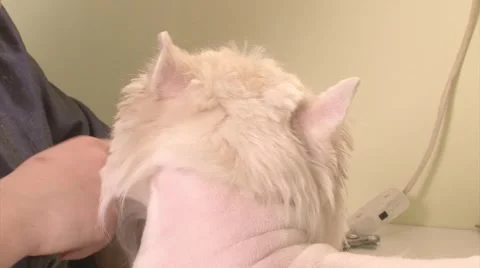 Grooming A Dog Muzzle Stock Footage 1062553