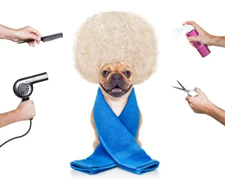 Grooming dog Foto stock