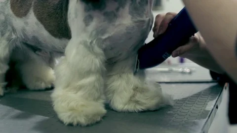 Grooming dog with tool for shedding hair in beauty salon for pets. Dog spa Stock Footage