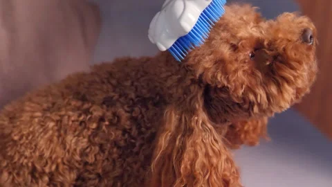 Grooming a fluffy dog, combing Stock Footage 302893753