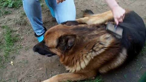 Grooming the German Shepherd The Stock Video Pond5