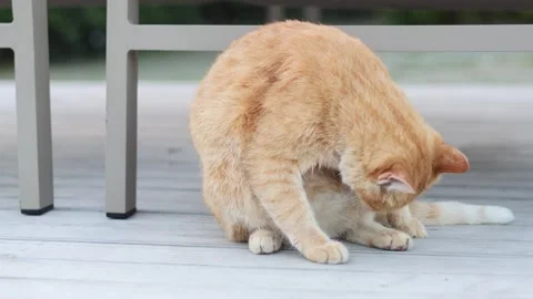Grooming Ginger Cat on Bench 库存影片 295410437